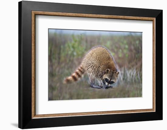 Raccoon (Procyon lotor) adult feeding.-Larry Ditto-Framed Photographic Print