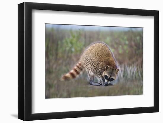 Raccoon (Procyon lotor) adult feeding.-Larry Ditto-Framed Photographic Print