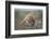 Raccoon (Procyon lotor) adult feeding.-Larry Ditto-Framed Photographic Print