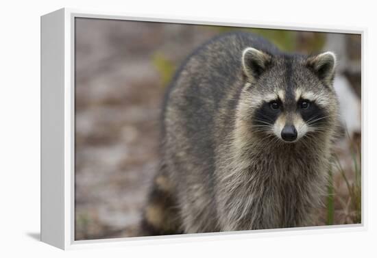 Raccoon, Procyon Lotor, Florida, Usa-Maresa Pryor-Framed Premier Image Canvas