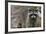 Raccoon, Procyon Lotor, Florida, Usa-Maresa Pryor-Framed Photographic Print