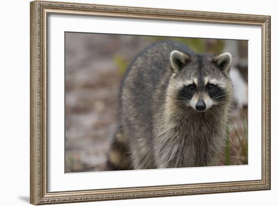 Raccoon, Procyon Lotor, Florida, Usa-Maresa Pryor-Framed Photographic Print