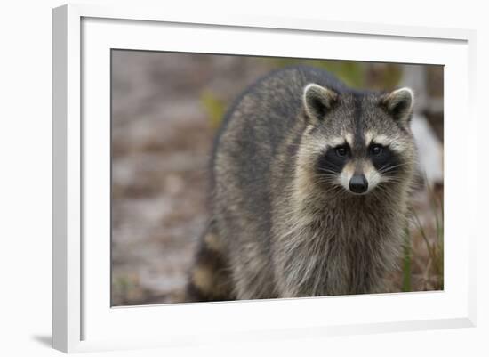 Raccoon, Procyon Lotor, Florida, Usa-Maresa Pryor-Framed Photographic Print