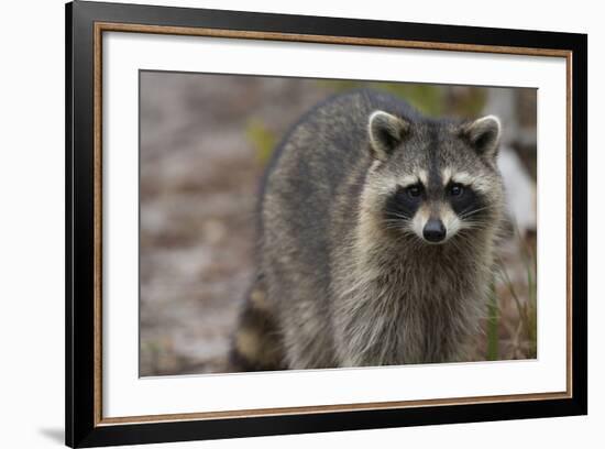 Raccoon, Procyon Lotor, Florida, Usa-Maresa Pryor-Framed Photographic Print