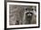 Raccoon, Procyon Lotor, Florida, Usa-Maresa Pryor-Framed Photographic Print