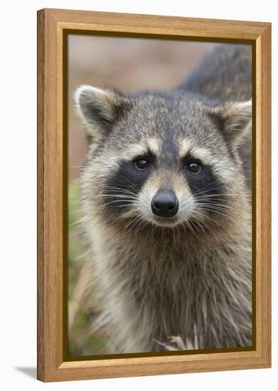 Raccoon, Procyon Lotor, Florida, Usa-Maresa Pryor-Framed Premier Image Canvas