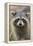 Raccoon, Procyon Lotor, Florida, Usa-Maresa Pryor-Framed Premier Image Canvas