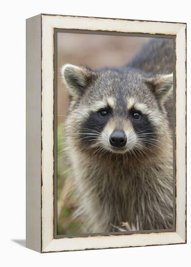 Raccoon, Procyon Lotor, Florida, Usa-Maresa Pryor-Framed Premier Image Canvas