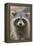 Raccoon, Procyon Lotor, Florida, Usa-Maresa Pryor-Framed Premier Image Canvas