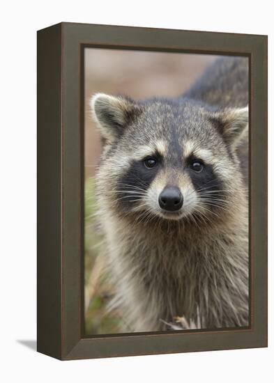 Raccoon, Procyon Lotor, Florida, Usa-Maresa Pryor-Framed Premier Image Canvas