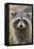 Raccoon, Procyon Lotor, Florida, Usa-Maresa Pryor-Framed Premier Image Canvas