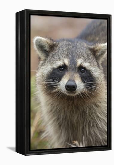 Raccoon, Procyon Lotor, Florida, Usa-Maresa Pryor-Framed Premier Image Canvas