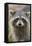 Raccoon, Procyon Lotor, Florida, Usa-Maresa Pryor-Framed Premier Image Canvas