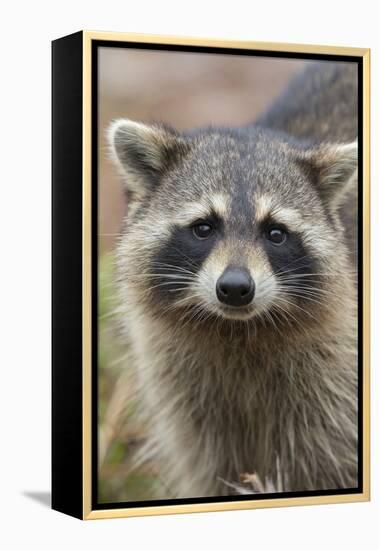 Raccoon, Procyon Lotor, Florida, Usa-Maresa Pryor-Framed Premier Image Canvas