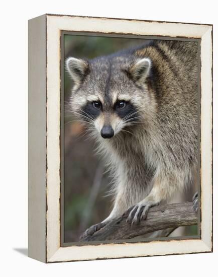 Raccoon, Procyon Lotor, Florida, USA-Maresa Pryor-Framed Premier Image Canvas