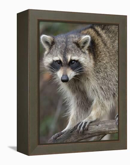 Raccoon, Procyon Lotor, Florida, USA-Maresa Pryor-Framed Premier Image Canvas