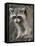 Raccoon, Procyon Lotor, Florida, USA-Maresa Pryor-Framed Premier Image Canvas