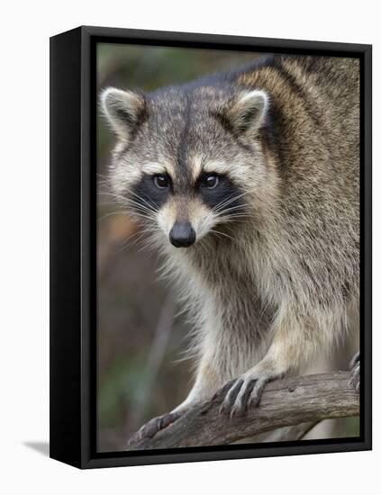 Raccoon, Procyon Lotor, Florida, USA-Maresa Pryor-Framed Premier Image Canvas