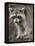 Raccoon, Procyon Lotor, Florida, USA-Maresa Pryor-Framed Premier Image Canvas