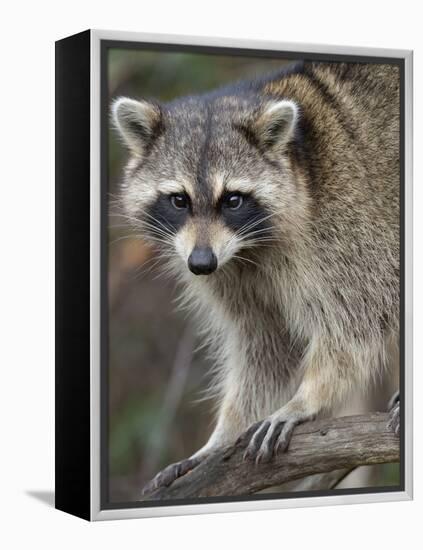 Raccoon, Procyon Lotor, Florida, USA-Maresa Pryor-Framed Premier Image Canvas