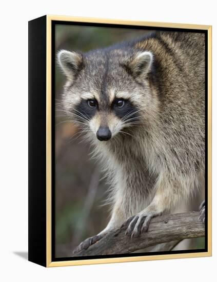 Raccoon, Procyon Lotor, Florida, USA-Maresa Pryor-Framed Premier Image Canvas