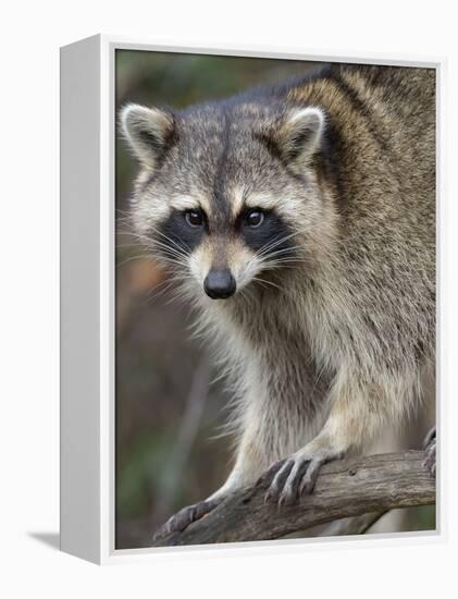 Raccoon, Procyon Lotor, Florida, USA-Maresa Pryor-Framed Premier Image Canvas