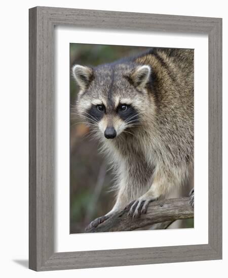 Raccoon, Procyon Lotor, Florida, USA-Maresa Pryor-Framed Photographic Print