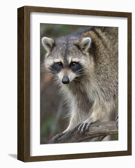 Raccoon, Procyon Lotor, Florida, USA-Maresa Pryor-Framed Photographic Print