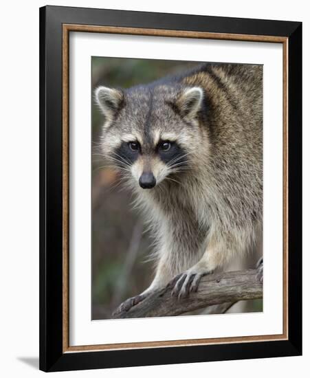 Raccoon, Procyon Lotor, Florida, USA-Maresa Pryor-Framed Photographic Print