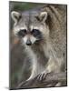 Raccoon, Procyon Lotor, Florida, USA-Maresa Pryor-Mounted Photographic Print