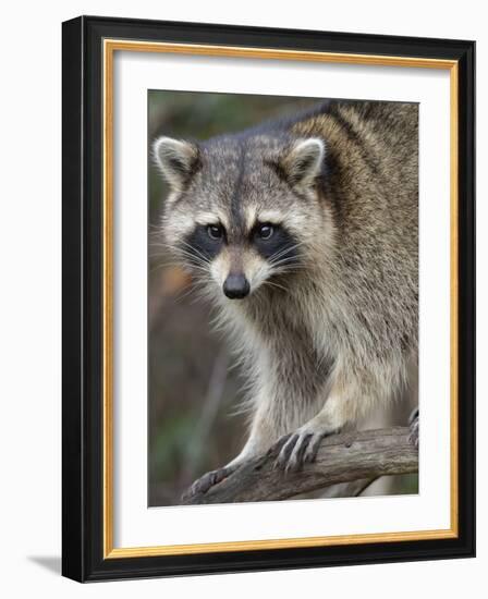 Raccoon, Procyon Lotor, Florida, USA-Maresa Pryor-Framed Photographic Print