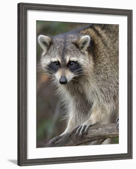 Raccoon, Procyon Lotor, Florida, USA-Maresa Pryor-Framed Photographic Print