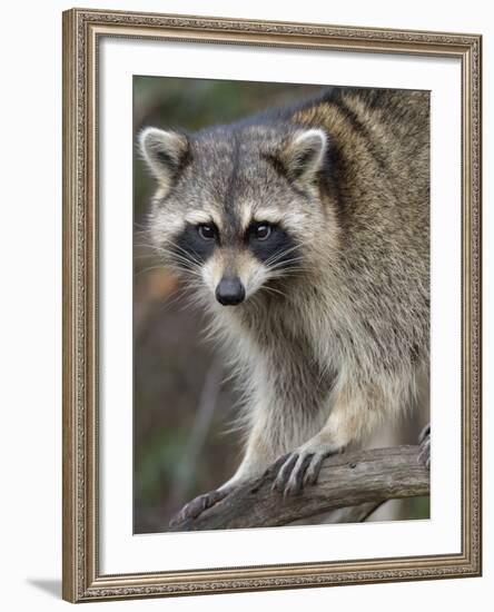 Raccoon, Procyon Lotor, Florida, USA-Maresa Pryor-Framed Photographic Print