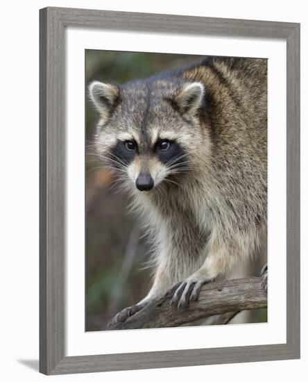 Raccoon, Procyon Lotor, Florida, USA-Maresa Pryor-Framed Photographic Print