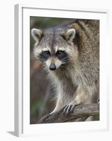 Raccoon, Procyon Lotor, Florida, USA-Maresa Pryor-Framed Photographic Print