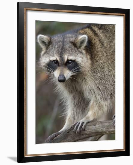 Raccoon, Procyon Lotor, Florida, USA-Maresa Pryor-Framed Photographic Print