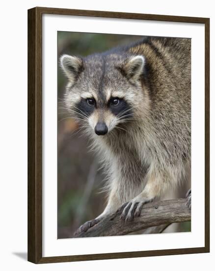 Raccoon, Procyon Lotor, Florida, USA-Maresa Pryor-Framed Photographic Print