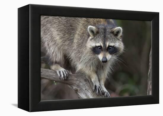 Raccoon, Procyon Lotor, Florida, USA-Maresa Pryor-Framed Premier Image Canvas