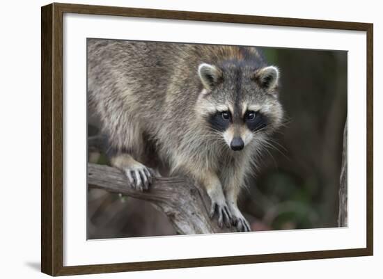 Raccoon, Procyon Lotor, Florida, USA-Maresa Pryor-Framed Photographic Print