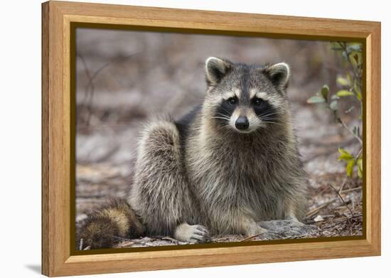 Raccoon, Procyon Lotor, Florida, USA-Maresa Pryor-Framed Premier Image Canvas