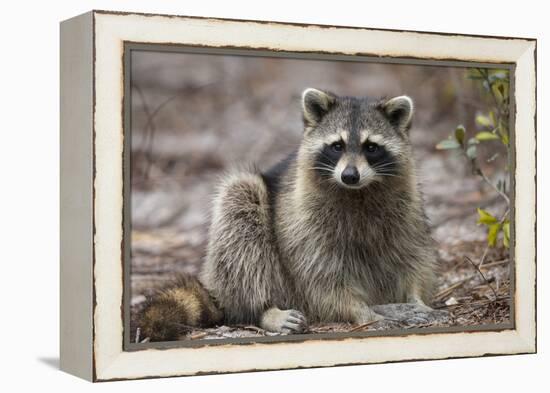 Raccoon, Procyon Lotor, Florida, USA-Maresa Pryor-Framed Premier Image Canvas