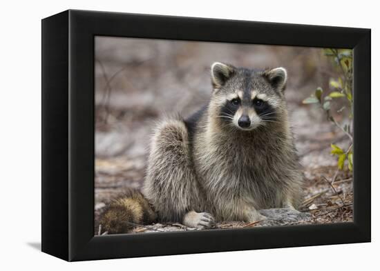 Raccoon, Procyon Lotor, Florida, USA-Maresa Pryor-Framed Premier Image Canvas