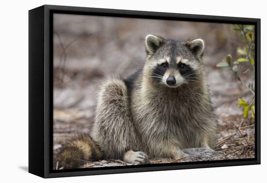 Raccoon, Procyon Lotor, Florida, USA-Maresa Pryor-Framed Premier Image Canvas