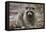 Raccoon, Procyon Lotor, Florida, USA-Maresa Pryor-Framed Premier Image Canvas