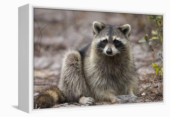 Raccoon, Procyon Lotor, Florida, USA-Maresa Pryor-Framed Premier Image Canvas