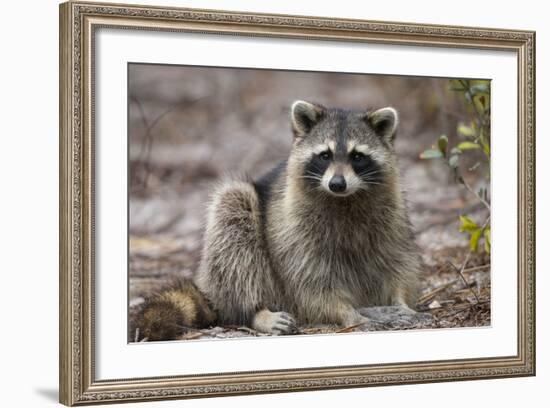 Raccoon, Procyon Lotor, Florida, USA-Maresa Pryor-Framed Photographic Print