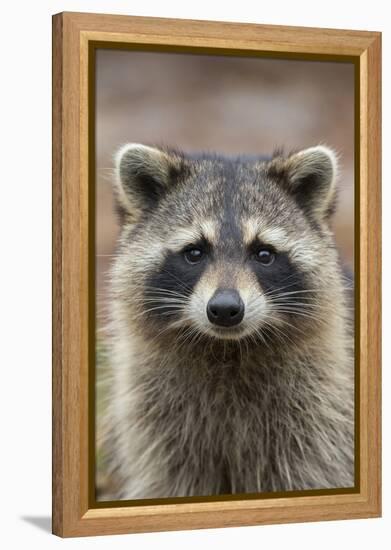 Raccoon, Procyon Lotor, Florida, USA-Maresa Pryor-Framed Premier Image Canvas