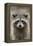 Raccoon, Procyon Lotor, Florida, USA-Maresa Pryor-Framed Premier Image Canvas