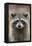 Raccoon, Procyon Lotor, Florida, USA-Maresa Pryor-Framed Premier Image Canvas