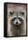 Raccoon, Procyon Lotor, Florida, USA-Maresa Pryor-Framed Premier Image Canvas